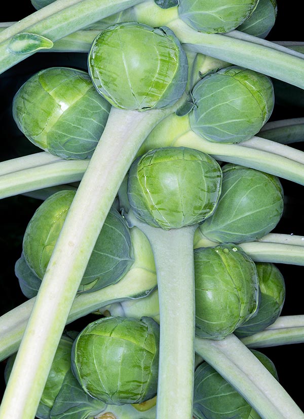 I germogli ascellari globulari, mostrano foglioline strettamente embricate © Giuseppe Mazza