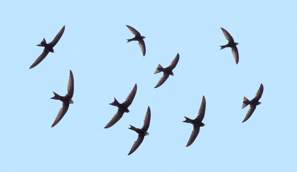 Apus pallidus, Apodidae, Pallid swift