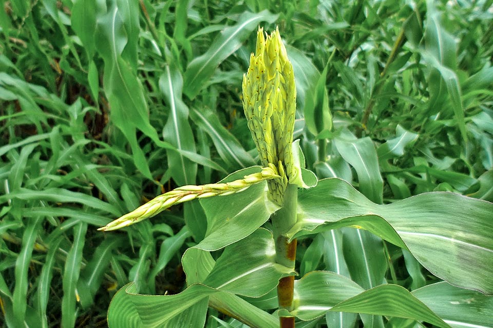 After some scholars, teh Zea diploperennis, native to Mexico, should belong to the species called Teosinte that have originated the cultivated maize
