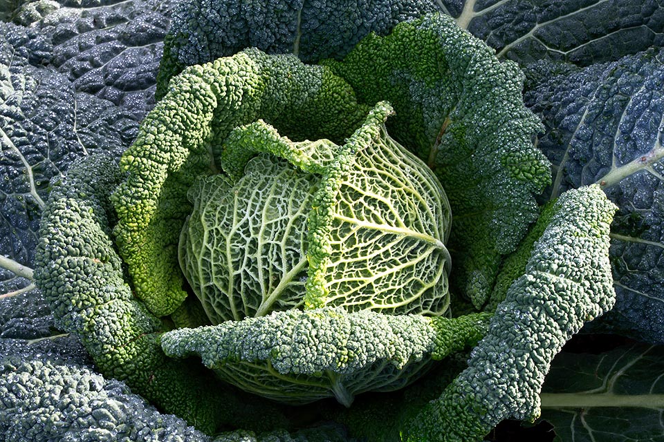 In cooking Savoy cabbage (Brassica oleracea var sabauda) is one of the most adaptable vegetable. It matches with mithical and traditional recipes but also with sushi © Giuseppe Mazza