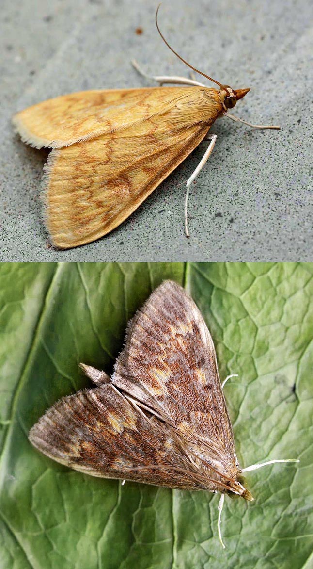 Female, top, and male of Ostrinia nubilalis , a dangerous lepidopteran parasite of maize © Christophe Quintin