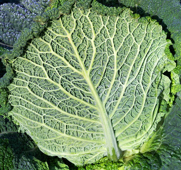 Tales, legends and medicinal properties. Even if under cabbage leaves you cannot find babies, these are precious for life. A B C and K vitamins, antioxidant properties, anti-cancer virtue and detoxifying agents © Giuseppe Mazza