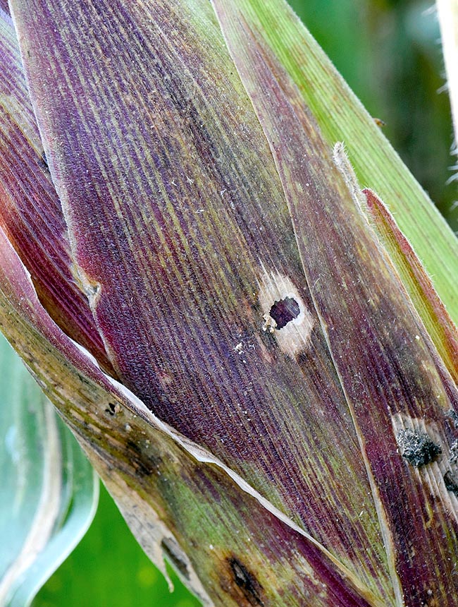 The caterpillars of this butterfly devour the ear from within and leave, going out, characteristic holes 