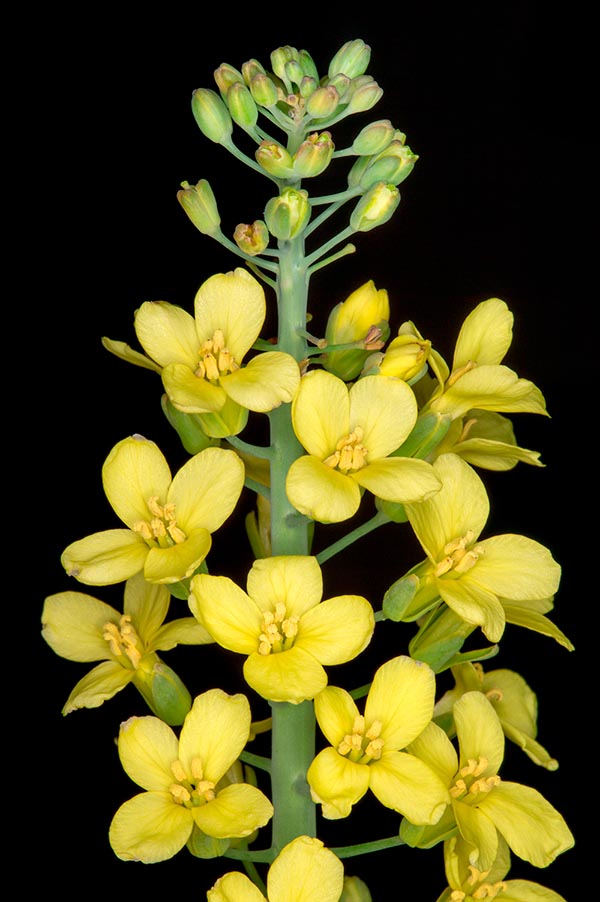 The cross shaped flowers, formerly allocated this species in the Cruciferae family but as the paramount importance of the Brassica genus, presently is better to talk about Brassicaceae © Giuseppe Mazza