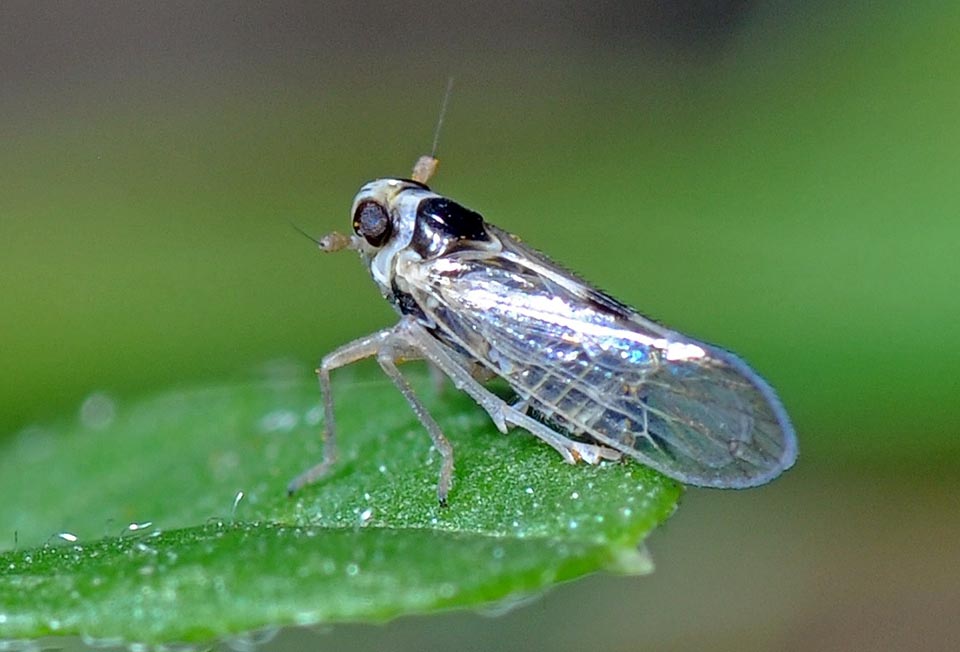 Laodelphax striatellus is a small hemipter, no less harmful, that sucking the maize leaves transmits the maize dwarf rough virus