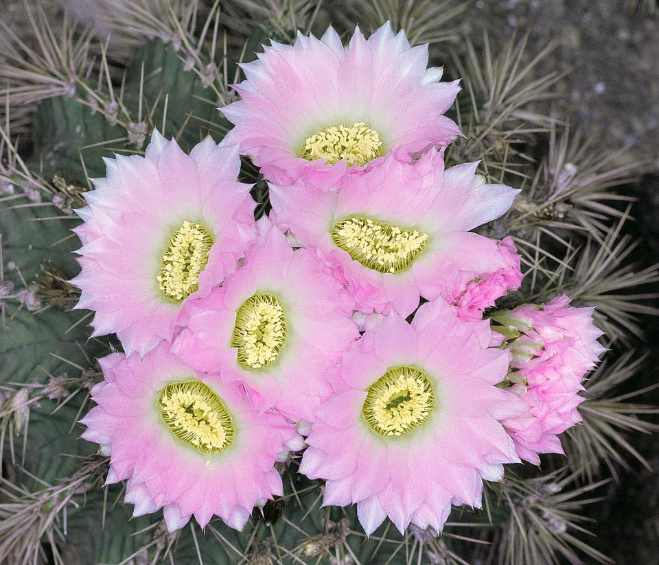 Acanthocalycium spiniflorum pousse dans le nord de l'Argentine sur le versant oriental des Andes à 1000-2000 m. Des bouquets de fleurs diurnes de 4-5 cm de diamètre, sur une tige d’à peine 16 cm qui dépasse rarement en culture 20 cm. Croissance plutôt lente. Ne craint pas le froid, jusqu'à -10 °C, mais les pourritures aux racines © Giuseppe Mazza