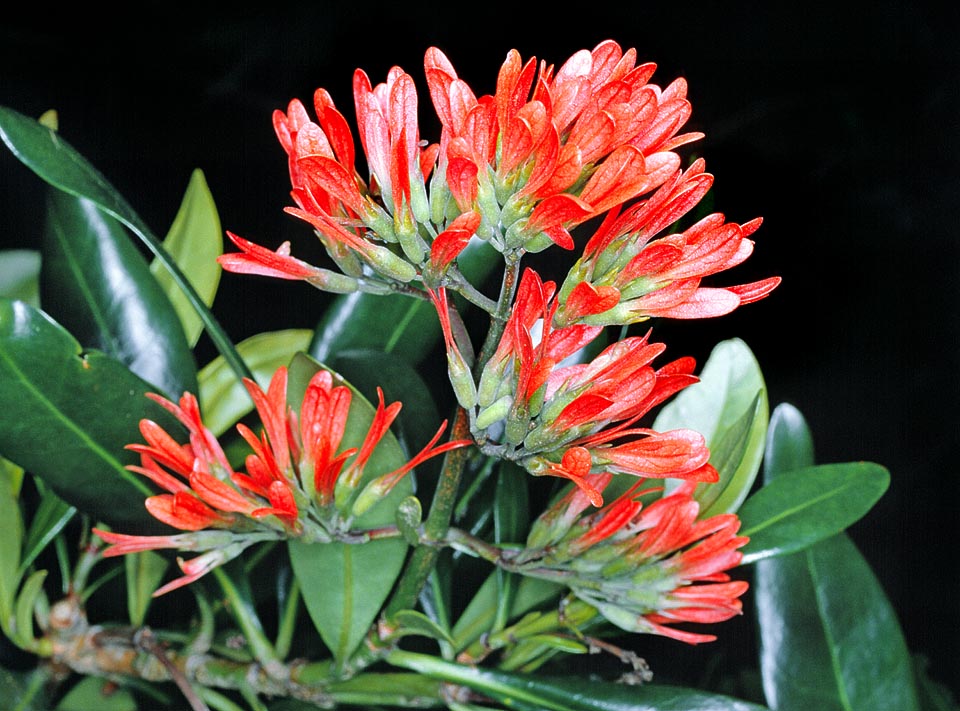 Native to South Africa, Alberta magna is a shrub or evergreen tree reaching in Natal the height of 12 m © Giuseppe Mazza