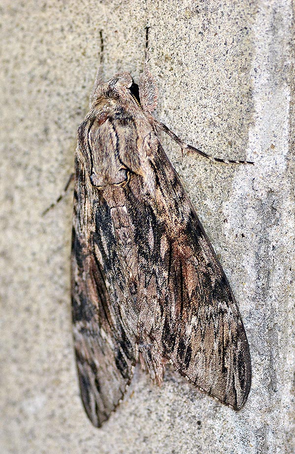 Agrius convolvuli est un papillon nocturne très répandu, de l’Eurasie à l'Australie et à la Nouvelle-Zélande avec un congénère similaire en Amérique. Migrateur au long cours, partant des climats méditerranéens il s'est déplacé au fil du temps toujours plus vers le nord dans son désir de conquête © Alvaro Dellera