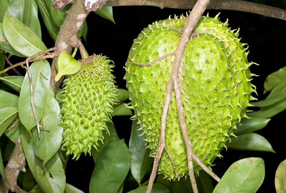 Cultivada desde tiempos remotos, la Annona muricata es originaria de América tropical centromeridional y del Caribe. Los frutos, comestibles, pueden superar los 6 kg © Giuseppe Mazza