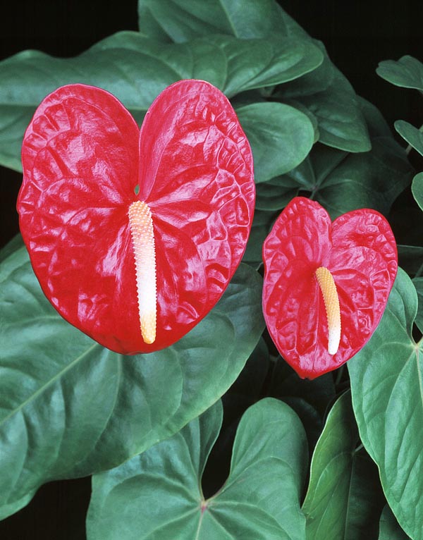 The showy red spathe of Anthurium andraeanum lasts about six weeks © Giuseppe Mazza