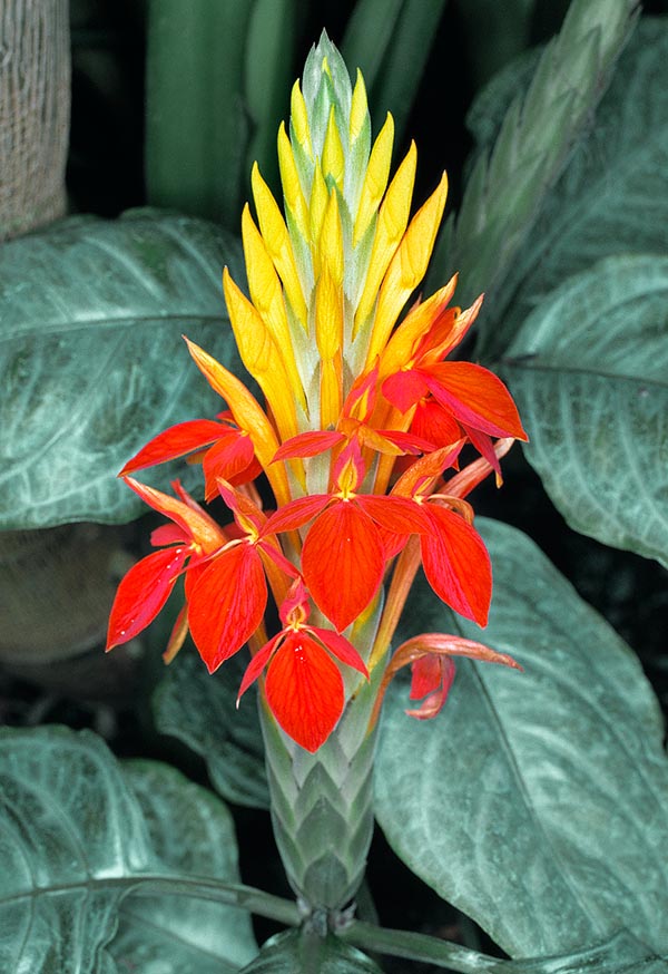 Nativa de América tropical, sufruticosa o arbustiva, Aphelandra aurantiaca puede alcanzar los 120 cm. Las llameantes inflorescencias de 20 cm, con flores rojo anaranjadas de 5 cm, duran hasta 50 días © G. Mazza