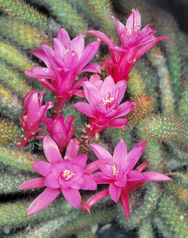 El Disocactus flagelliformis es nativo de México. Los tallos, rastreros o colgantes, pueden alcanzar los 2 m con una multitud de flores cerosas que se abren de día durante 4-5 días consecutivos. Cultivo facilísimo © Giuseppe Mazza