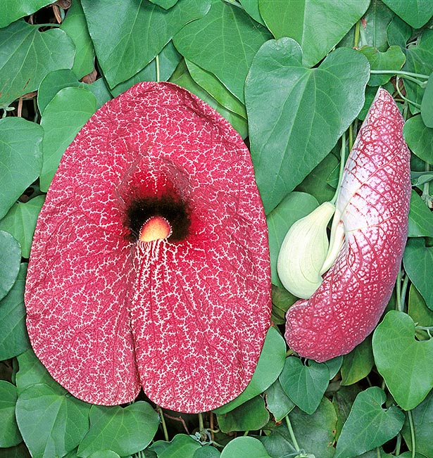 Native to Brazil, Colombia and Panama, Aristolochia gigantea is an evergreen climber with even 10 m long stems lignifying at the base. The fruits are drooping, with dark purple arabesques and reach 20 cm with a disturbing orange-yellow fauces surrounded on top by a black spot with white hairs that favour the entry to passing by pollinating insect, but prevent its exit till when fecundation is done © Giuseppe Mazza