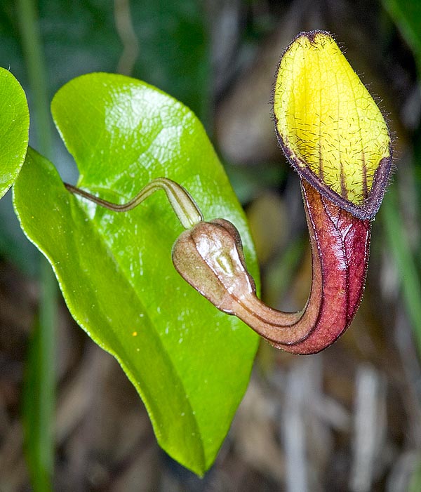 Aristolochia sempervirens is spontaneous or naturalized in the Mediterranean area © Giuseppe Mazza