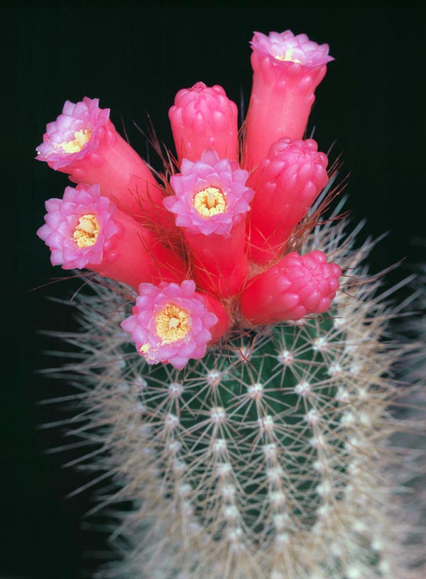 Arrojadoa rhodantha a des tiges longues de 2 m de 4 cm de diamètre. Fleurs et fruits colorés mais craint le froid et l'humidité. Il a besoin d'ombre partielle et d’un parfait drainage avec du sable et du gravier © Giuseppe Mazza