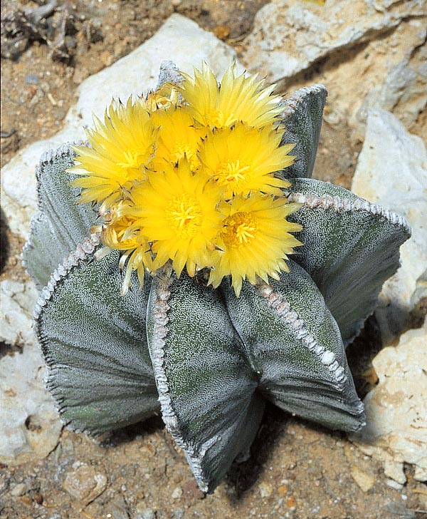 The Astrophytum myriostigma grows at 1500-2000 m of altitude, on the sunny central-northern Mexico highlands. Sculptural look, with triangular section ribs, emphasized by white woolly scales, and lively 4-6 cm flowers, scented, campanulate. Easy cultivation but slow growth and with rottenness risk © G. Mazza