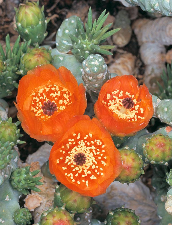 Austrocylindropuntia verschaffeltii tiene flores vistosas, de larga duración, y una buena resistencia al frío © Giuseppe Mazza