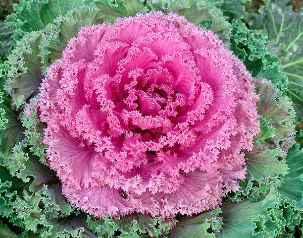 Est-ce une rose prête pour un "can can" ? Non, c'est un chou feuille © Giuseppe Mazza