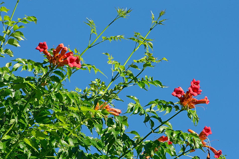 Woody climber with deciduous leaves, vigourous, fast growing, Campsis radicans is native to central and eastern USA © Giuseppe Mazza