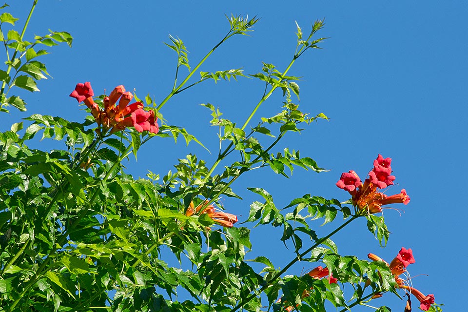 Grimpante ligneuse à feuilles caduques, vigoureuse, à croissance rapide, Campsis radicans est originaire du centre et de l’est des États-Unis © Giuseppe Mazza