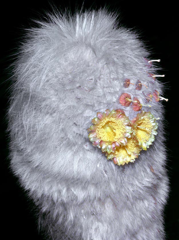 Canoso como un anciano, el Cephalocereus senilis de México se vende en tiestos, pero en la naturaleza supera los 10 m. Flores nocturnas, en torno a 8 cm de diámetro, polinizadas sobre todo por murciélagos nectarívoros © Giuseppe Mazza