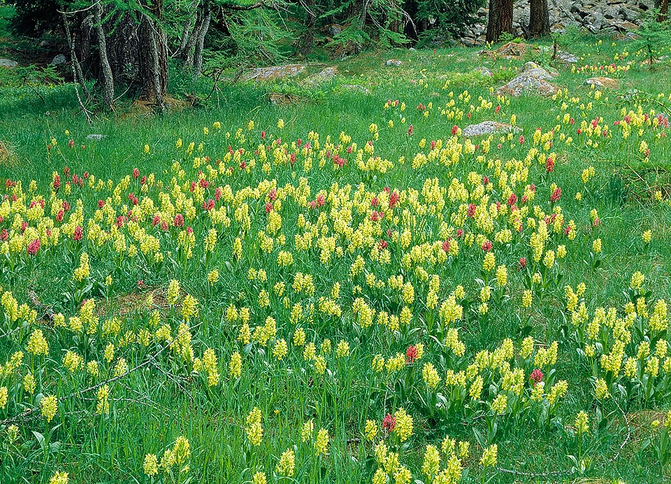 Euro-Caucasian, Dactylorhiza sambucina usually grows in acidic soils: little dense meadows, even arid, subalpine or alpine pastures, clearings and woody luminous spaces © Giuseppe Mazza