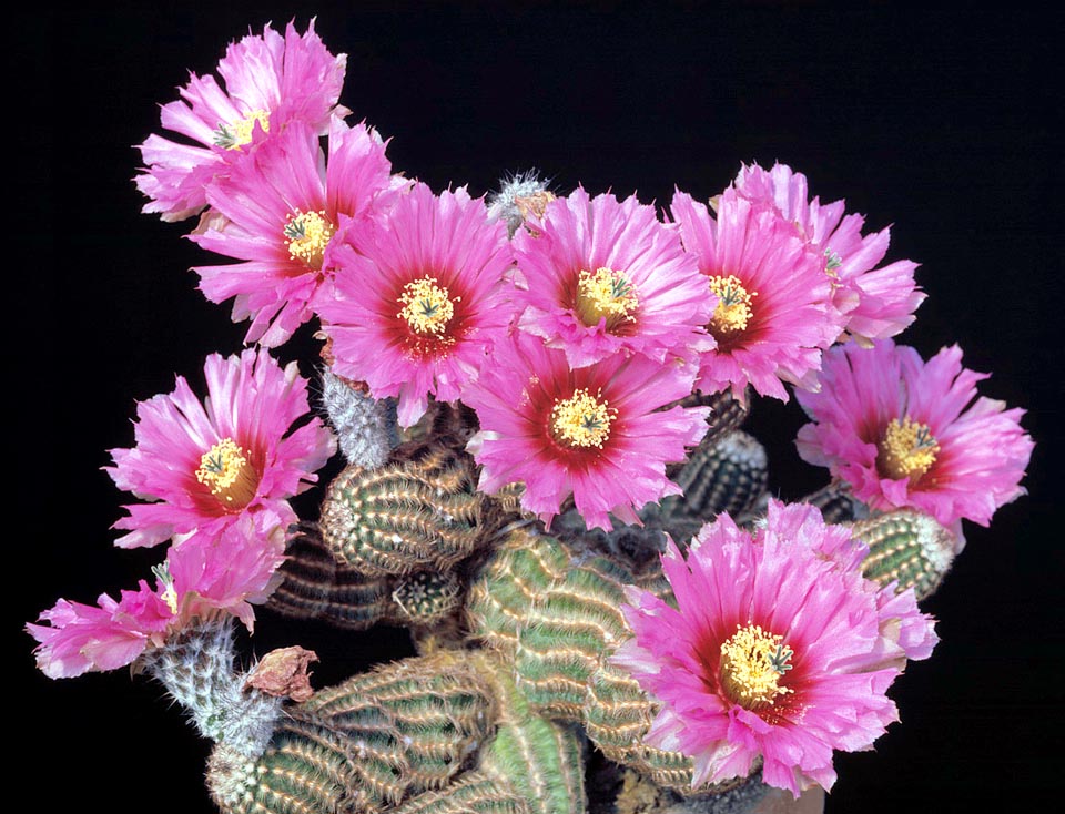 Echinocereus reichenbacchi subsp. fitchii, native to Texas and Mexico, is very appreciated by collectors due to the reduced size, fast growth and showy flowers © Giuseppe Mazza