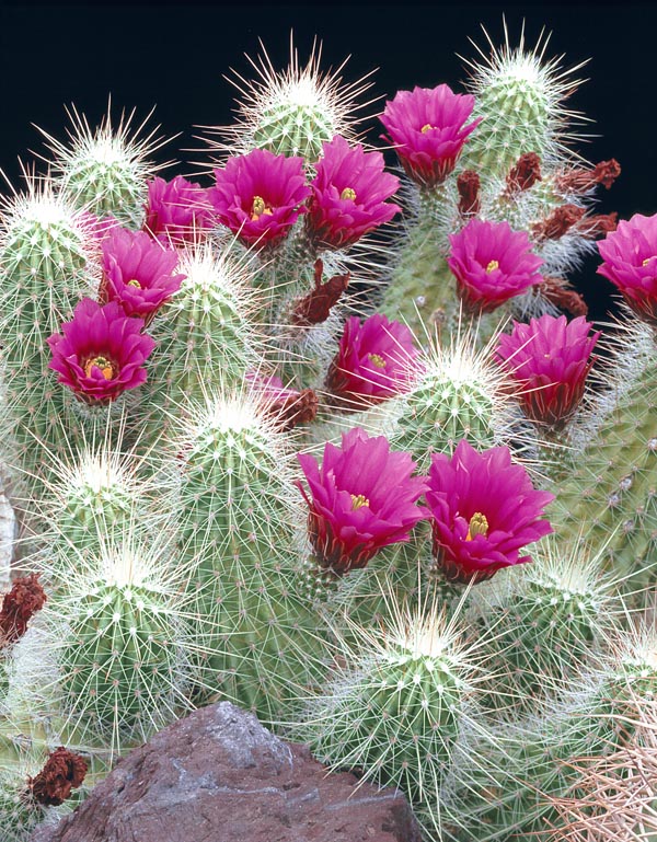 Nativo dei pendii rocciosi del Messico, tra 500 e 1800 m di altitudine, l'Echinocereus longisetus forma cespi scultorei con vistosi fiori di 6 cm. Buona resistenza al freddo secco ma teme l'umidità invernale © G. Mazza