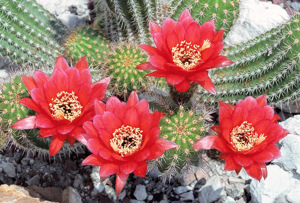 Espèce très décorative, Echinopsis huascha est originaire du nord-ouest de l'Argentine. Tiges cylindriques, ramifiées seulement à la base, longues de 1 m, de 5-8 cm de diamètre. Fleurs flamboyantes, diurnes, de 6-7 cm de diamètre, durant environ trois jours. Chez les hybrides, elles peuvent atteindre 15 cm avec des couleurs variées © Giuseppe Mazza