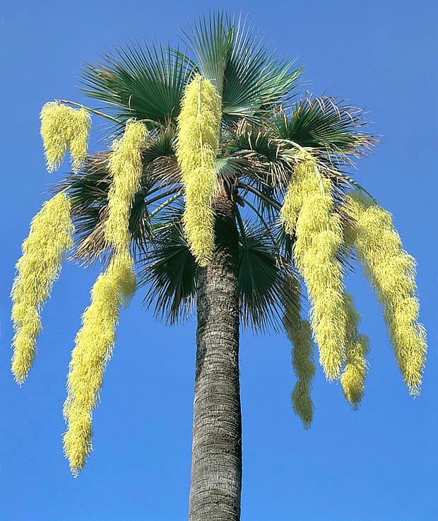 Las inflorescencias de la Brahea armata, de 5-6 m de largo, son de las más ornamentales entre las palmeras © Giuseppe Mazza