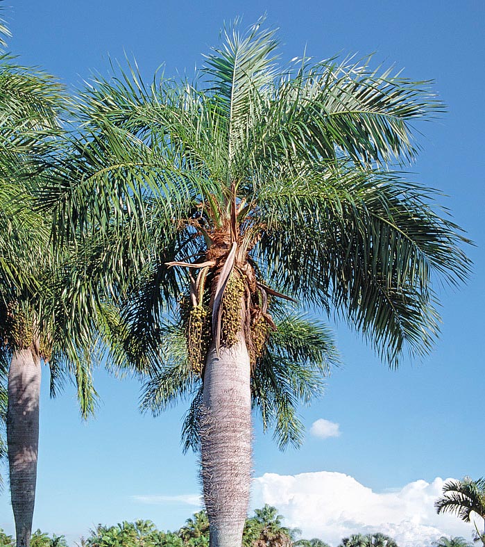 Originaire de Cuba, Acrocomia crispa se reconnait immédiatement à son tronc épineux, renflé dans la zone médiane © Giuseppe Mazza