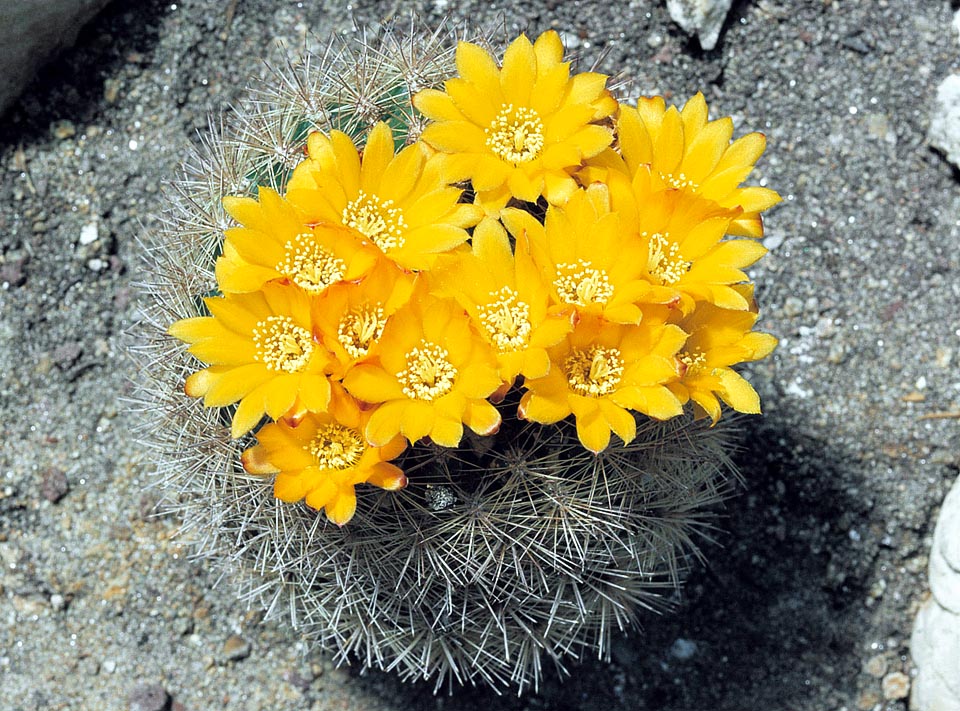 The Rebutia neocumingii is again in bud in full summer, after the early spring blooming © Giuseppe Mazza