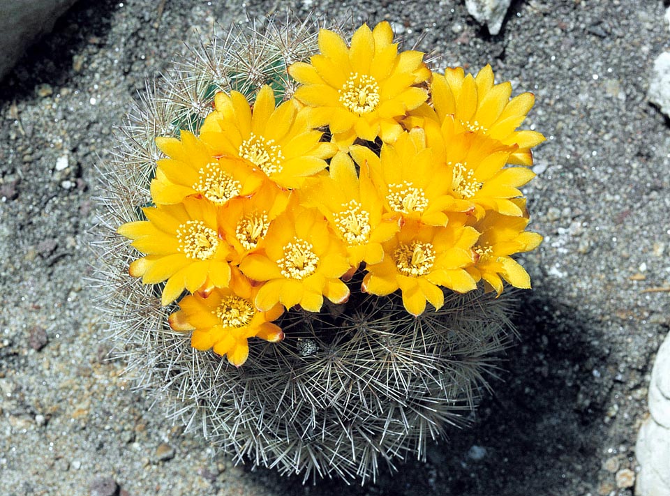 La Rebutia neocumingii è spesso di nuovo in boccio in piena estate, dopo la precoce fioritura primaverile © Giuseppe Mazza