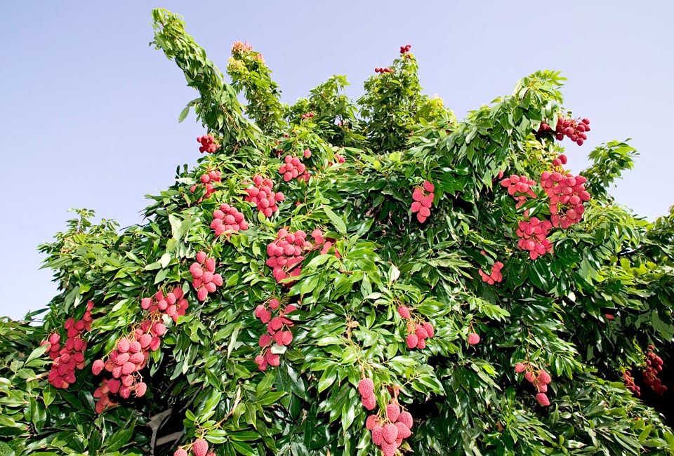 Litchi chinensis est un arbre sempervirent du sud-est asiatique. Bien qu’il soit généralement cultivé bas pour faciliter la récolte, en nature peut atteindre 18 m de hauteur © Giuseppe Mazza