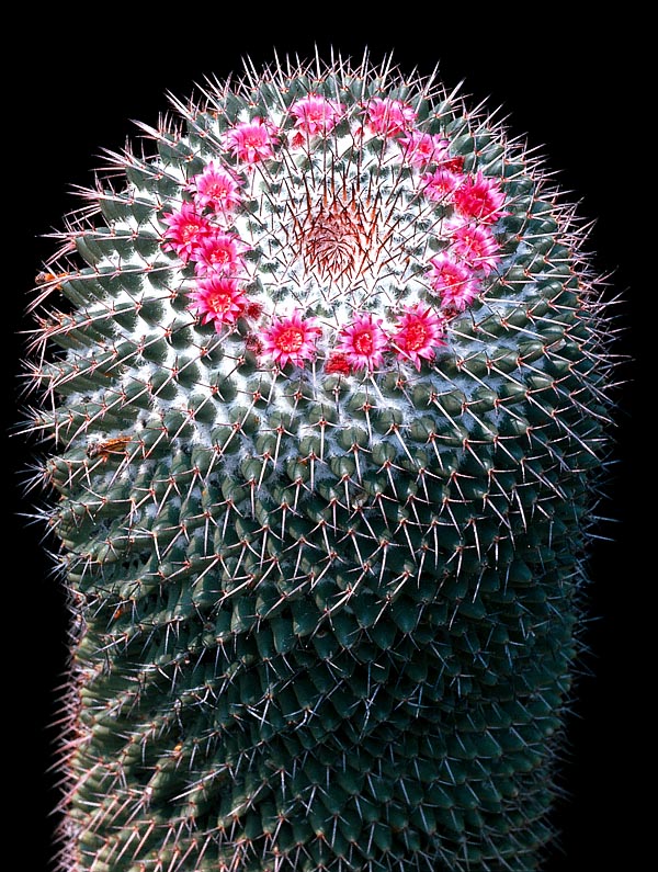 Native to the semi desert central Mexican areas, up to 2600 m of altitude, Mammillaria polythele subsp. polythele reaches 40 cm with 6-8 cm stems. Spiral tubercles and pretty flowers carousels © G. Mazza