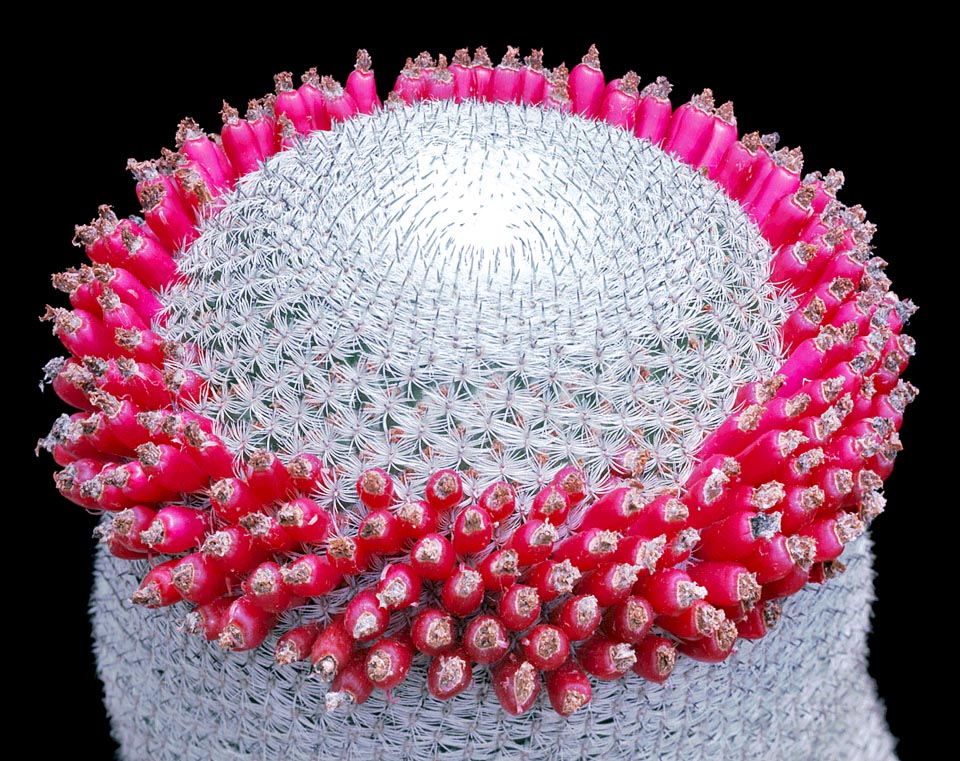 Carrousel de fruits de Mammillaria perbella. Cette espèce, qui pousse à 1600-2000 m d'altitude dans le centre du Mexique, atteint 16 cm de hauteur dans la nature avec un diamètre de 6-8 cm. En culture il a un aspect globuleux-déprimé ne dépassant pas 6-8 cm. Fleurs rose-pourpre de 1 cm, avec une bande centrale plus intense © Giuseppe Mazza