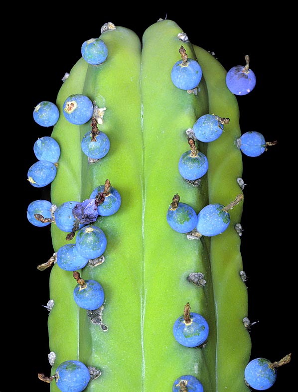 Myrtillocactus geometrizans of Mexico forms columnar candelabrum structures even 5 m tall. The blue edible fruits, 10-20 mm long, recall the blueberries. THere is also a horticultural crested form © Mazza