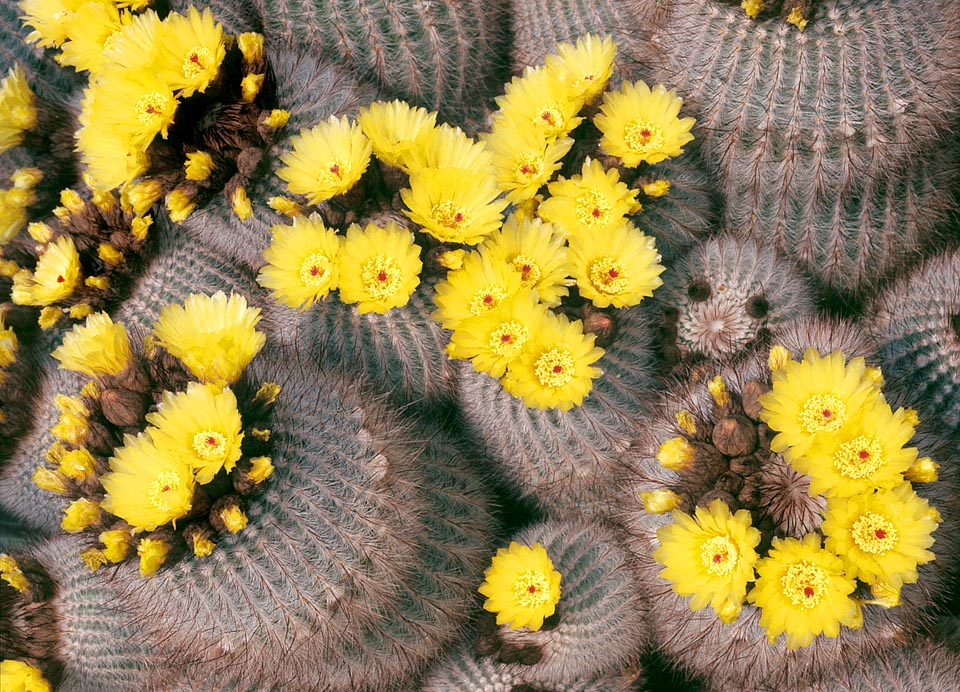 Parodia scopa, connu pour ses épines, denses comme les branches fines d'un balai, pousse sur les pentes rocheuses du Brésil et de l’Uruguay © Giuseppe Mazza