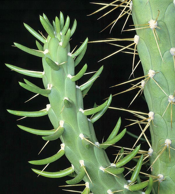 Nativa de los Andes peruanos, la Austrocylindropuntia subulata es uan especie de porte columnar que alcanza los 4 m. Es curiosa la presencia en tallos jóvenes de hojas suculentas en forma de punzón, de hasta 12 cm de largo, que nos recuerdan la epopeya de las cactáceas, que perdieron a lo largo de los milenios las hojas para adaptarse a los desiertos. Especie de fácil cultivación y de rápido crecimiento © Giuseppe Mazza