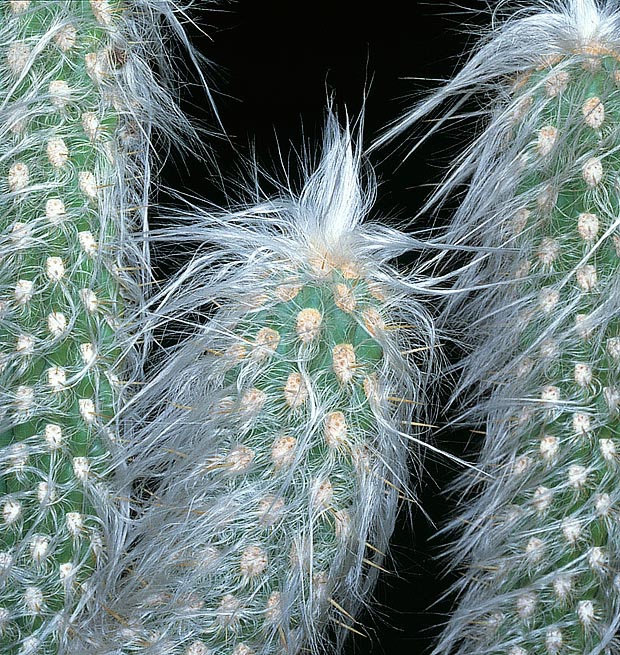 El Oreocereus celsianus es una especie columnar de la región semiárida andina de Argentina, Bolivia y Perú, a 3000-4000 m de altitud. Tallos de 3 m y 8-12 cm de ancho. Las flores, diurnas, son polinizadas por colibríes © Giuseppe Mazza