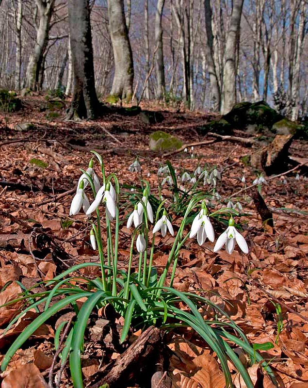 Native to central-southern and Caucasic Europe, Galanthus nivalis is a bulbous perennial geophyte © Venturini