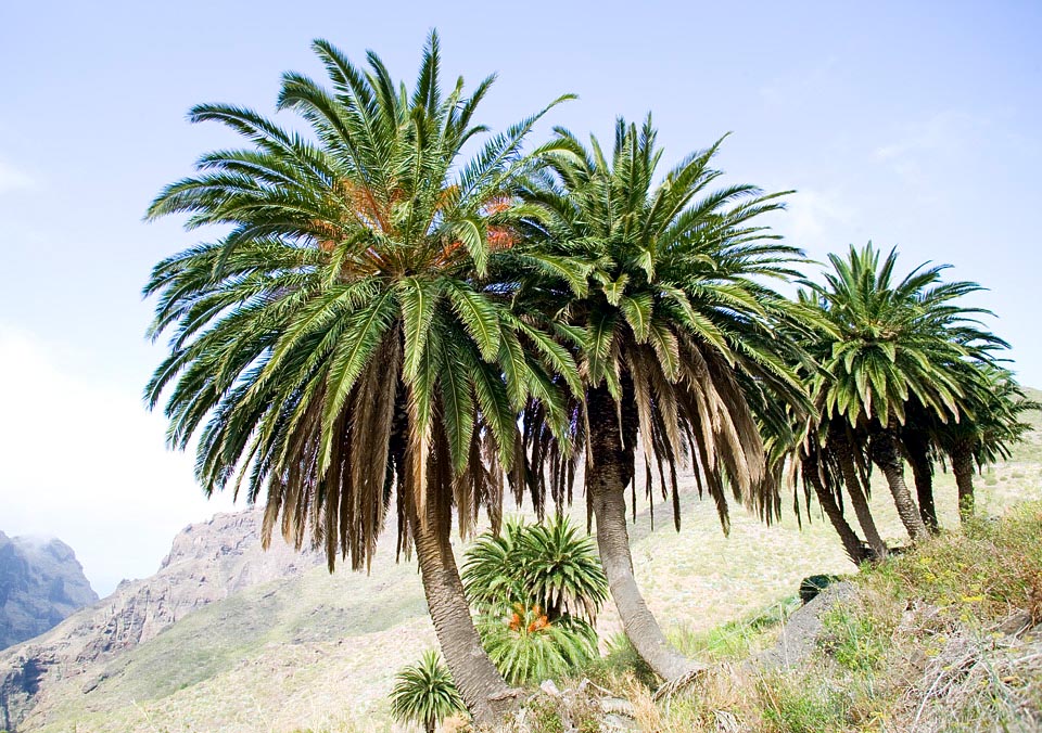 Phoenix canariensis en su ambiente en las Canarias. Crece en posiciones abiertas y soleadas, desde el mar hasta los 600 m, y se adapta bien al cultivo en diversos climas © Giuseppe Mazza