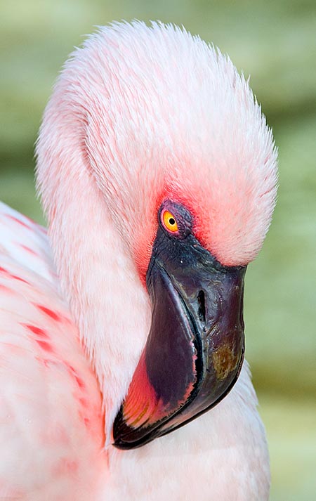 Present in austral Africa and in north-western India, the Lesser flamingo (Phoeniconaias minor) is the smallest and most numerous of the family © Giuseppe Mazza