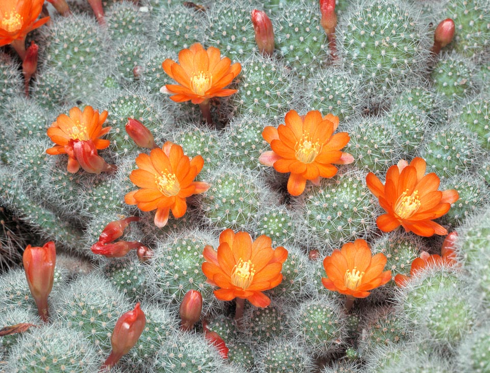 Native to Bolivia, Rebutia pulvinosa is a miniature cactus, fast growing, forming compact tufts. 5 cm stems of 3 cm of diameter and 2-3 cm broad flowers lasting about 6 days. It resists at -5 °C but is very sensitive to root rottenness due to humidity stagnation and is to be grown in particularly porous and draining soils © Giuseppe Mazza
