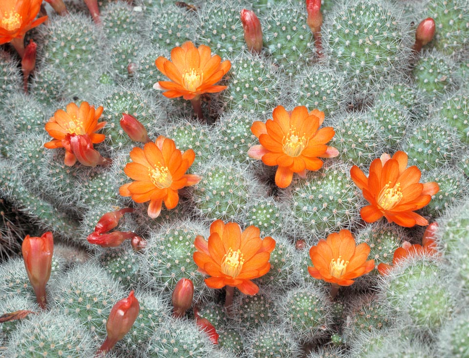 Semis de Rebutia (cactus) - Page 3 1_rebutia_pulvinosa