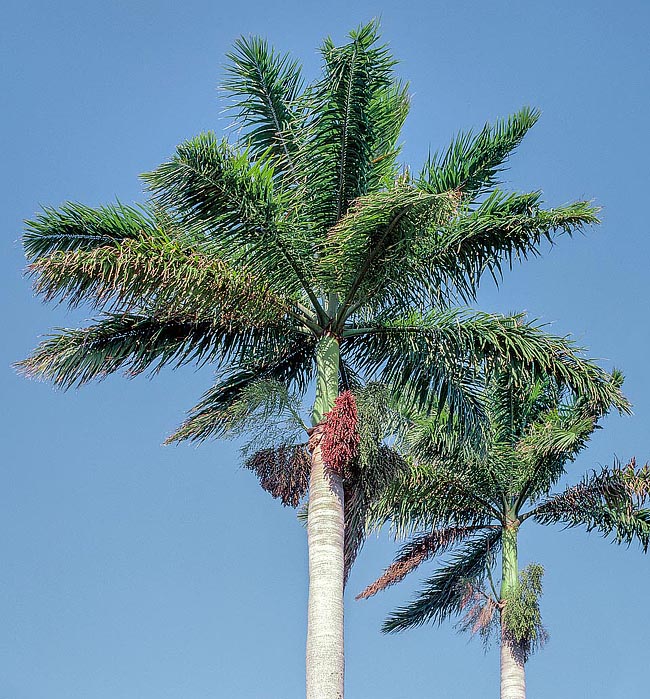 Es una de las palmeras más ornamentales y alcanza los 20 m de altura con un tallo de 70 cm de ancho © G. Mazza
