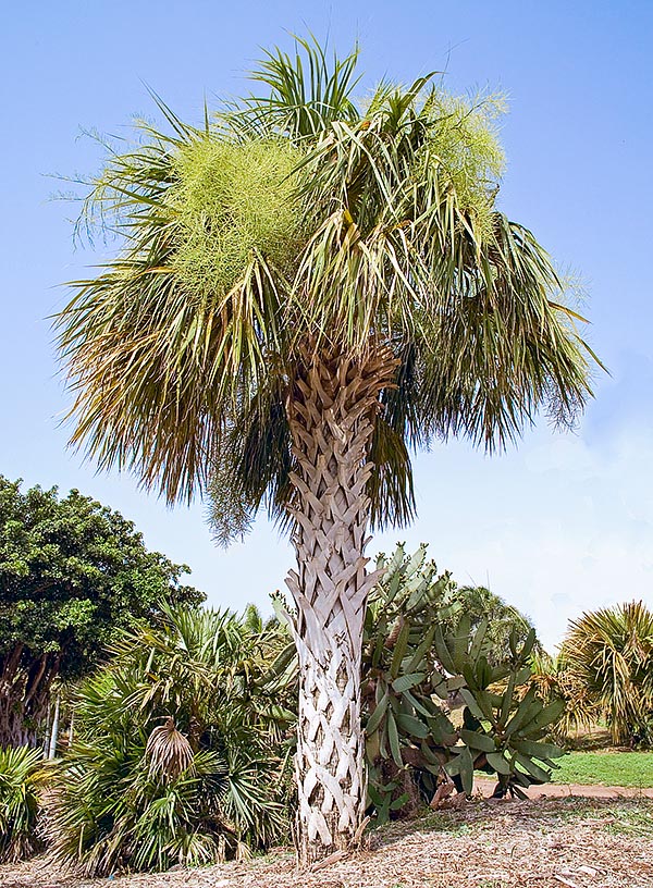 El Sabal palmetto, originario de Florida, Carolina del Sur, Bahamas y Cuba, se reconoce rápido por el tallo con los restos de peciolos entrecruzados. Alcanza los 20 m, con un diámetro, en el centro, de 30 cm © Giuseppe Mazza