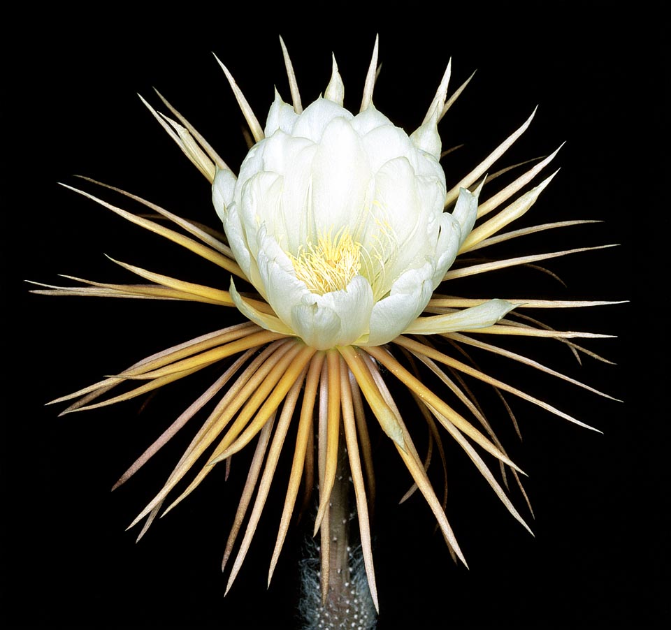 Dans les forêts tropicales du Mexique, Selenicereus pteranthus rampe et grimpe, comme un serpent, avec des tiges de 3-5 cm atteignant facilement 3 m, soutenu par de nombreuses racines aériennes. Fleurs nocturnes spectaculaires de 20-25 cm. Il a une bonne résistance à froid sec et est donc souvent utilisé comme porte-greffes © Giuseppe Mazza