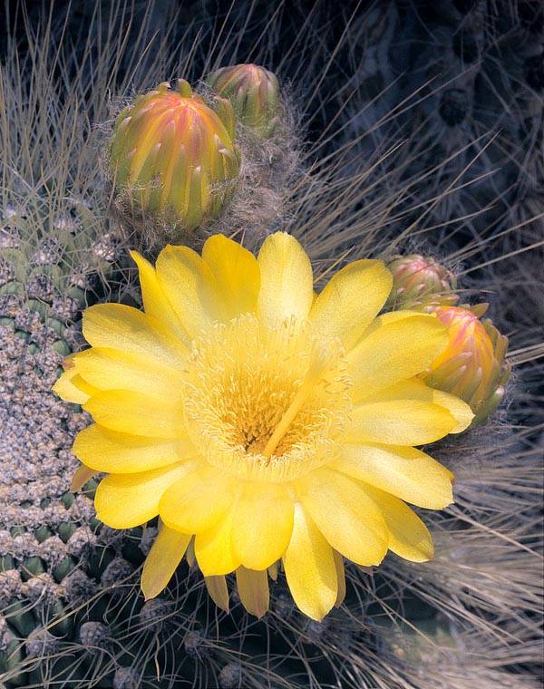 Echinopsis formosa grows in Chili and Argentina, up to 3500 m of altitude, on the sunny rocky slopes of the Andes. Solitary, then cespitose and finally columnar even 2 m tall and with 50 cm stems. The day imbutiform flowers, golden yellow, reach 8 cm. It resists -10 °C but not roots rottenness © G. Mazza