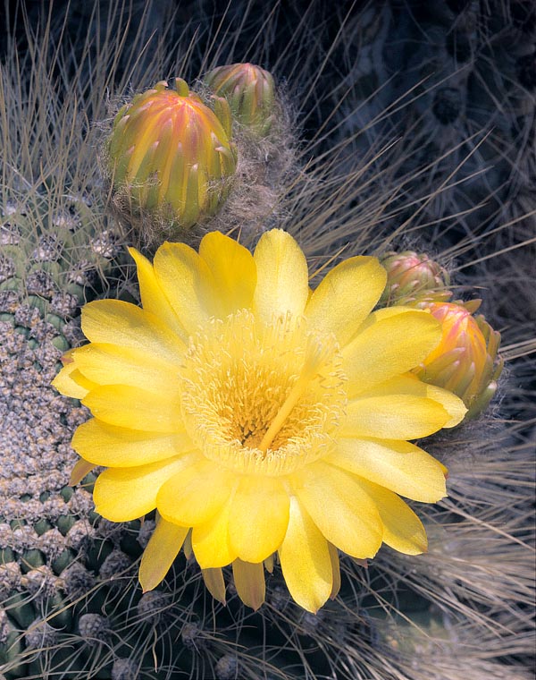 En las laderas rocosas soleadas de la cordillera andina, hasta los 3500 m, crece en Chile y Argentina la Echinopsis formosa. Solitaria, después arbustiva y columnar al final, con hasta 2 m de altura y tallos de 50 cm de ancho. Las flores diurnas, doradas, alcanzan los 8 cm. Resiste los -10 ºC excepto con humedad © Giuseppe Mazza